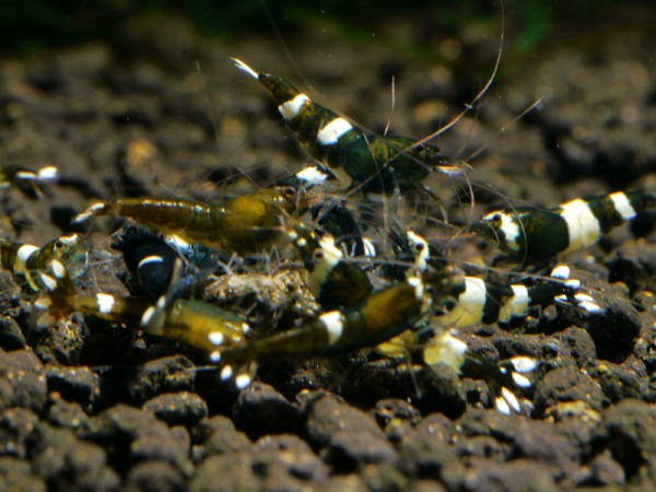 Taiwan Bee Green Hulk Garnele Klasse 1