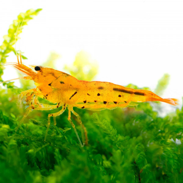 BESTSELLER Caridina Garnelen Paket | 8 x Shrimp Lollies geschenkt