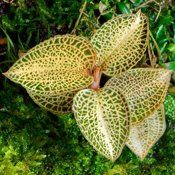 Macodes Anoectochilus roxburghii "Skeleton Hybride" | Skelett Juwelorchidee