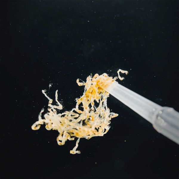 StreamBiz Favoriten-Set | Mückenlarven & Artemia für Zierfische - weiße Mückenlarven