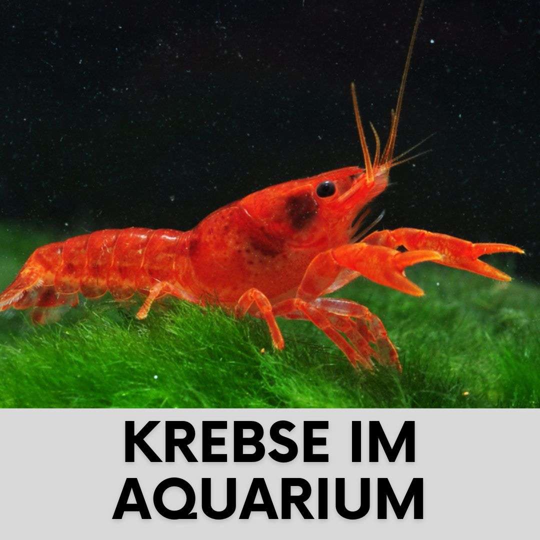 Aquarium Krebse Süßwasser Krebse richtig halten und pflegen