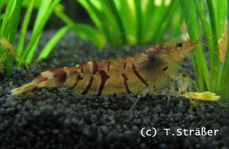 Caridina mariae - Tigergarnele