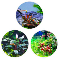 Blühende Raritäten fürs Aquarium | Bucephalandra & Eriocaulon im Set Blühende Raritäten fürs Aquarium | Bucephalandra & Eriocaulon im Set