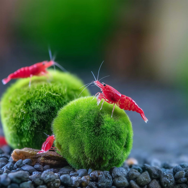 Mooskugeln fürs Aquarium | Natürliche Mini-Moosbälle - 10 Stück
