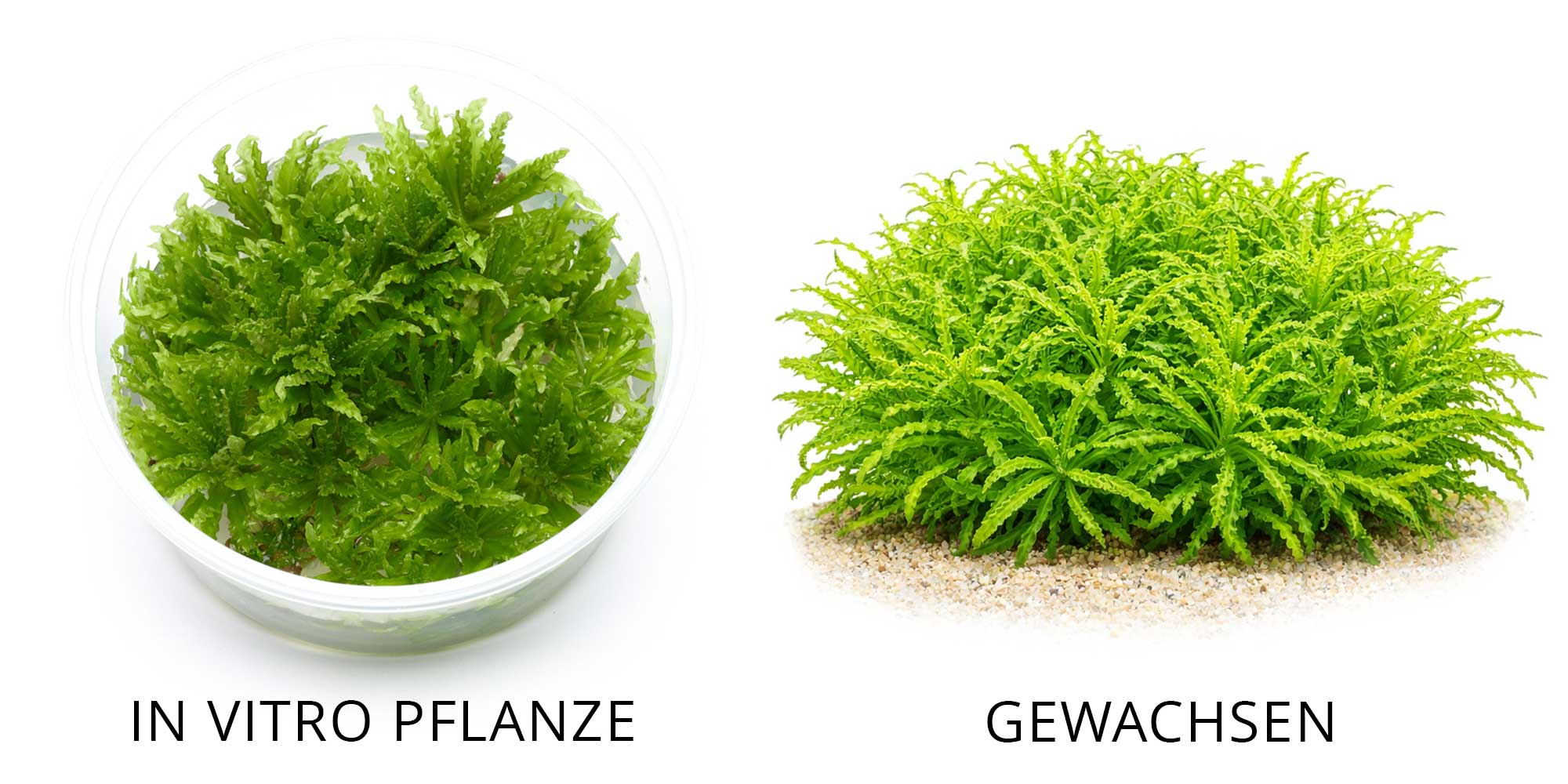 Pogostemon helferi InVitro und ausgewachsen