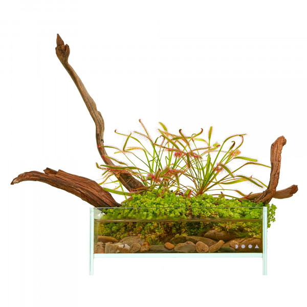 Sonnentau Terrarium Wabi-Kusa Set | USCAPE PLANTS x DOOA Neo Glass Air