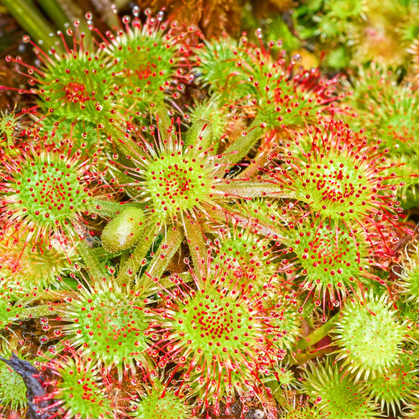 Fleischfressende Pflanzen Terrarium Set | 3 x Karnivoren - in vitro