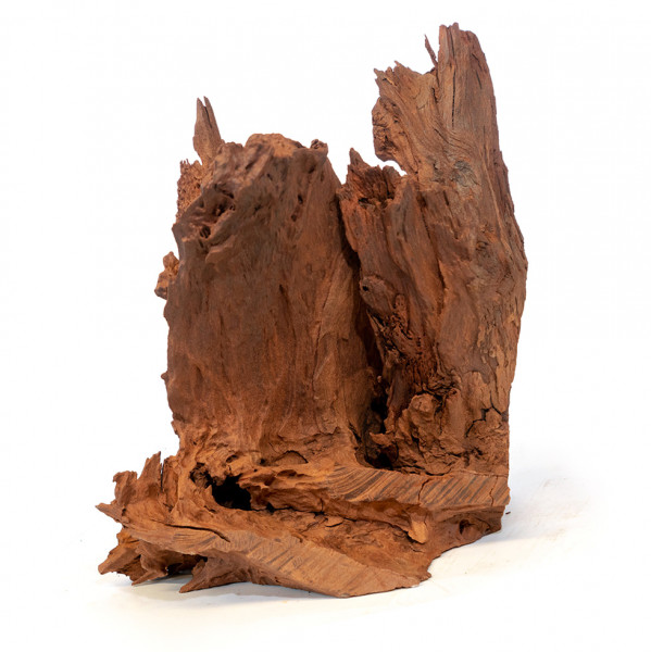 Mangrovenholz, Mangrovenwurzel Einzelstück