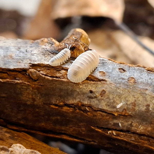 Cubaris Murina "Glacier" Assel - DNZ