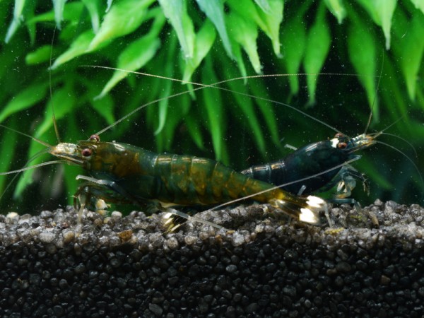 Taiwan Bee Green Hulk Garnele Klasse 1