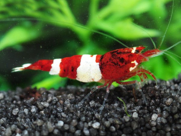 Red Wine und Red Ruby Garnelen mixed - rote Taiwan Bee