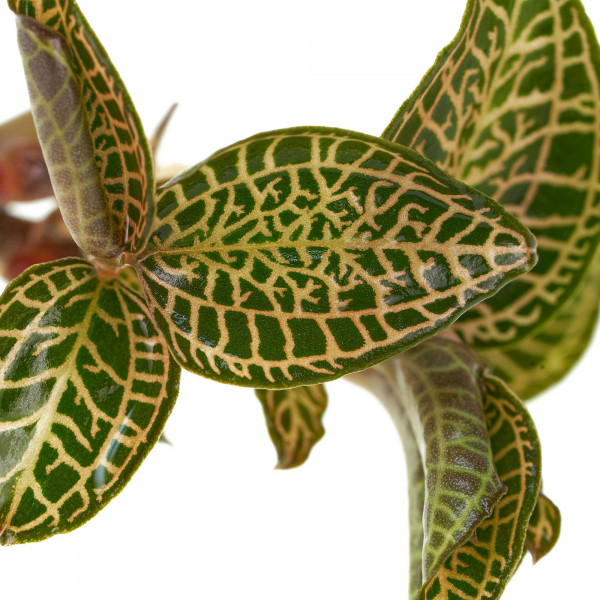 Macodes Anoectochilus roxburghii "Skeleton Hybride" Macro