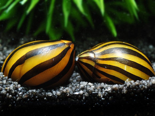Rennschnecke-Zebra-5