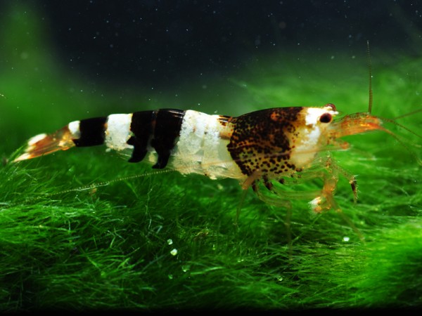 Schwarze Bienengarnele | K2-K4-Mix - Bienengarnele