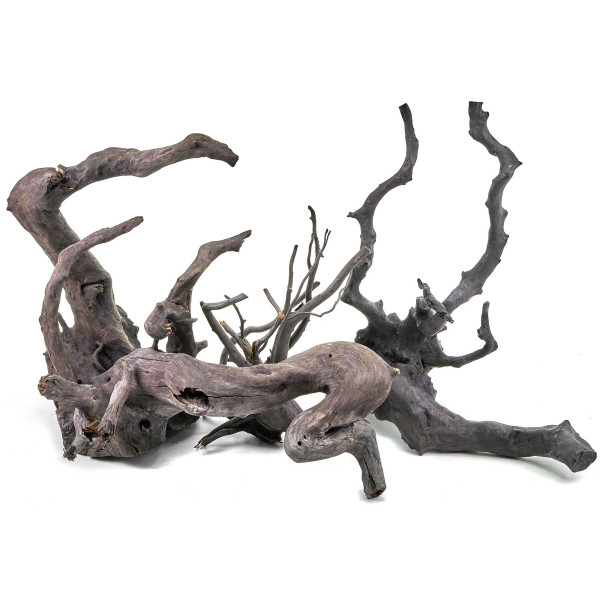 Schwarze Moorwurzel Fingerwurzel | Set M