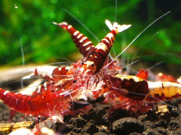 Galaxy Fishbone Backline Hybriden rot Klasse 2