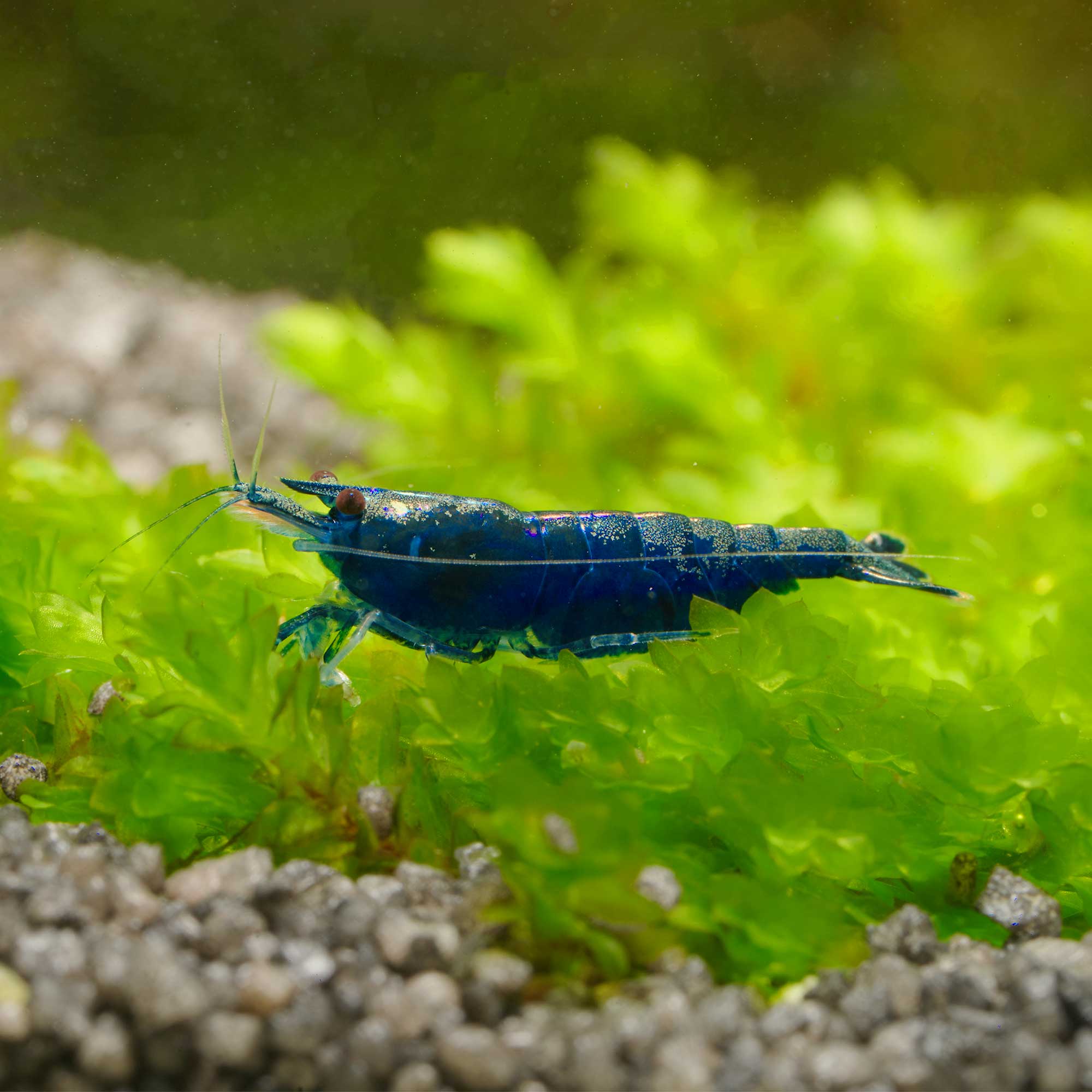 Blue Sapphire Garnele Neocaridina GarnelenGuemmer