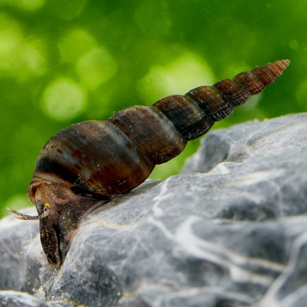 Schwarze Turmdeckelschnecke | Melanoides maculata