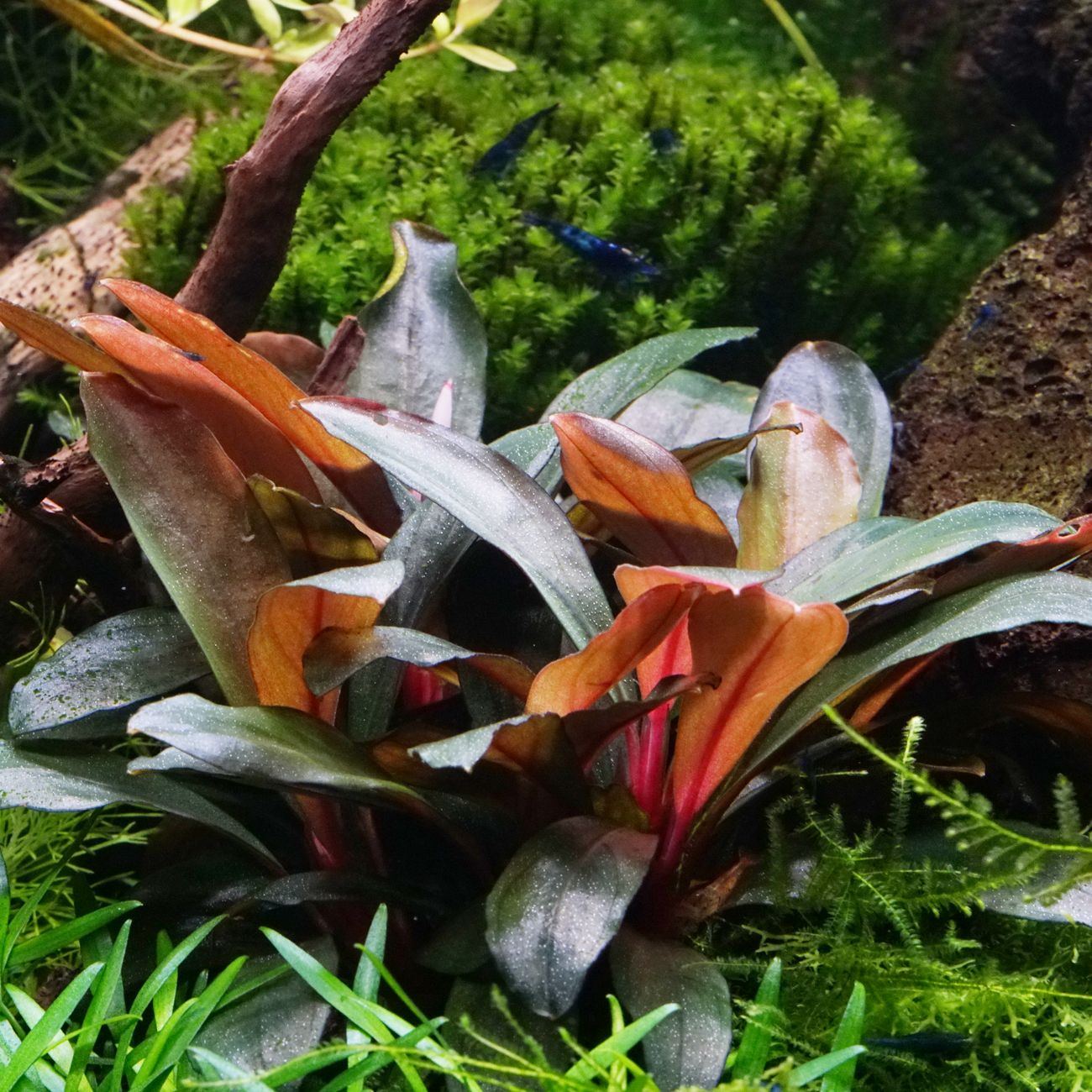 Bucephalandra sp. "Serimbu Brown" im Aquarium