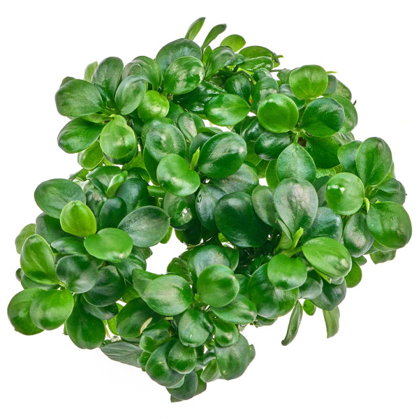 Anubias barteri var. nana 'Mini Coin' - Baby Plant Mini-Ableger