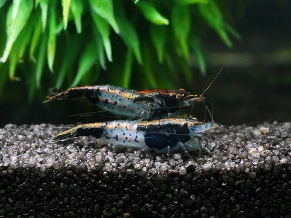 Carbon Rili Garnele - Neocaridina