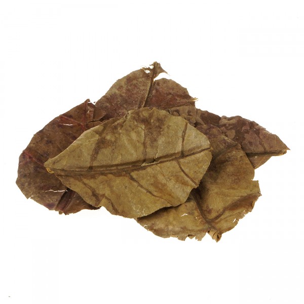 Seemandelbaumblätter Nano