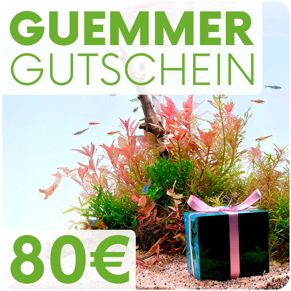 Garnelen-Guemmer Gutschein 80 Euro
