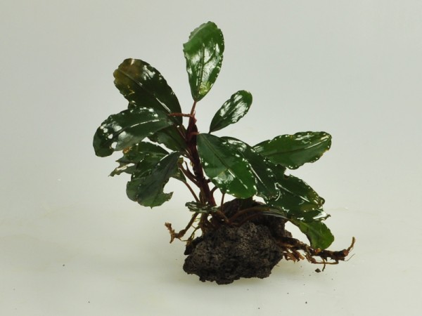 Bucephalandra motleyana sp. Deep Purple