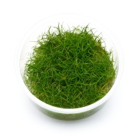Eleocharis sp. "Mini"  Mini-Nadelsimse - in vitro