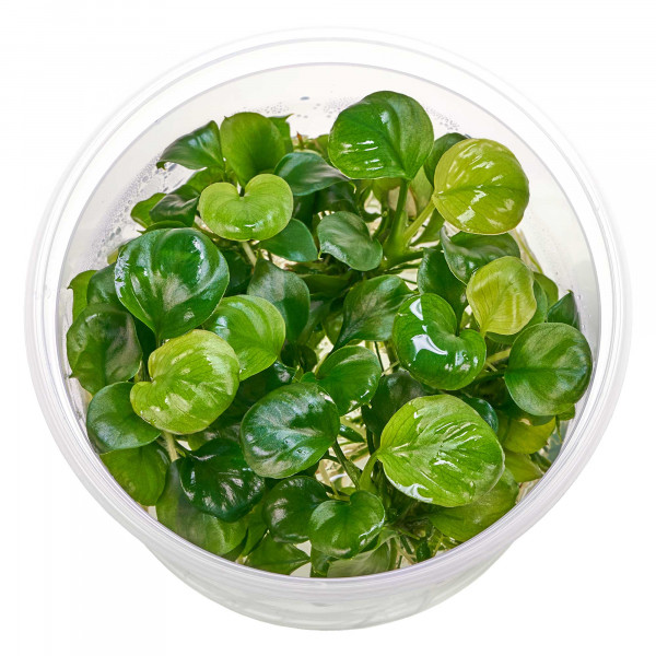 Anubias var. Nana "Gold Coin" | Anubias "Gold Münze" in vitro