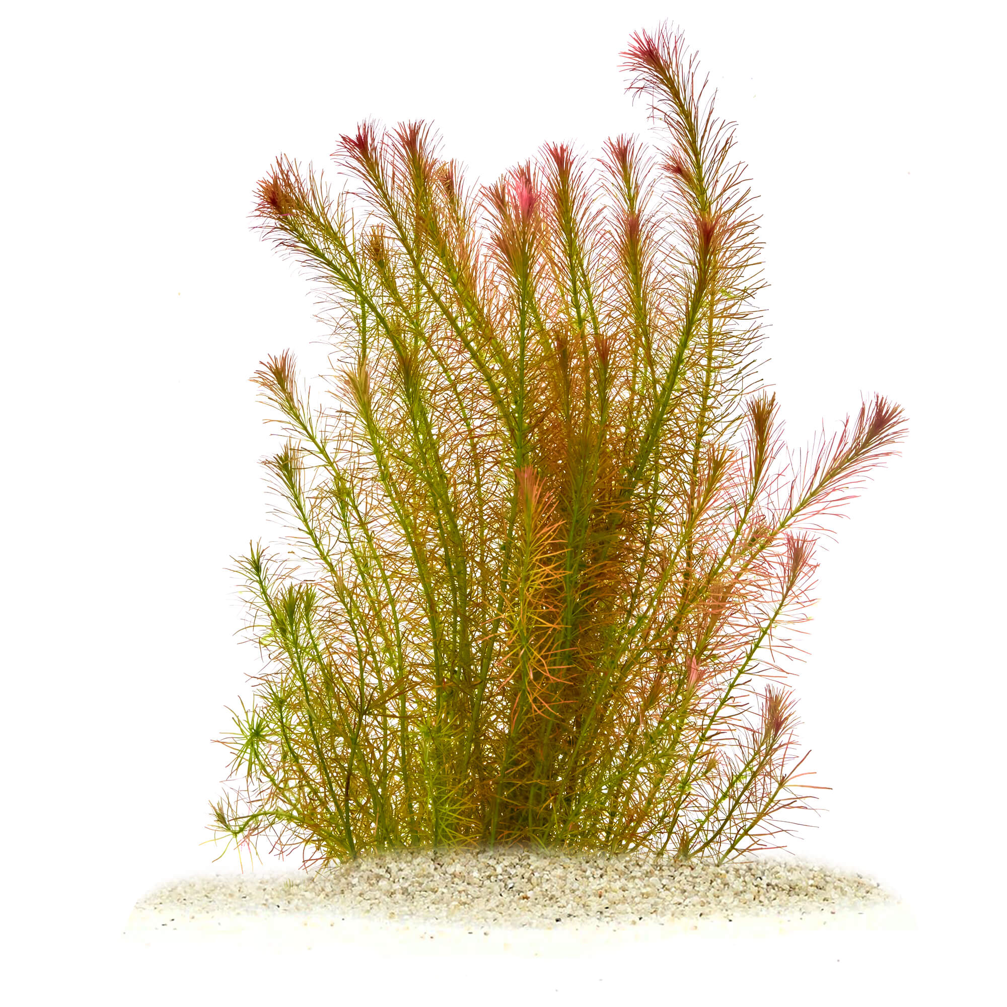 Rotala wallichii