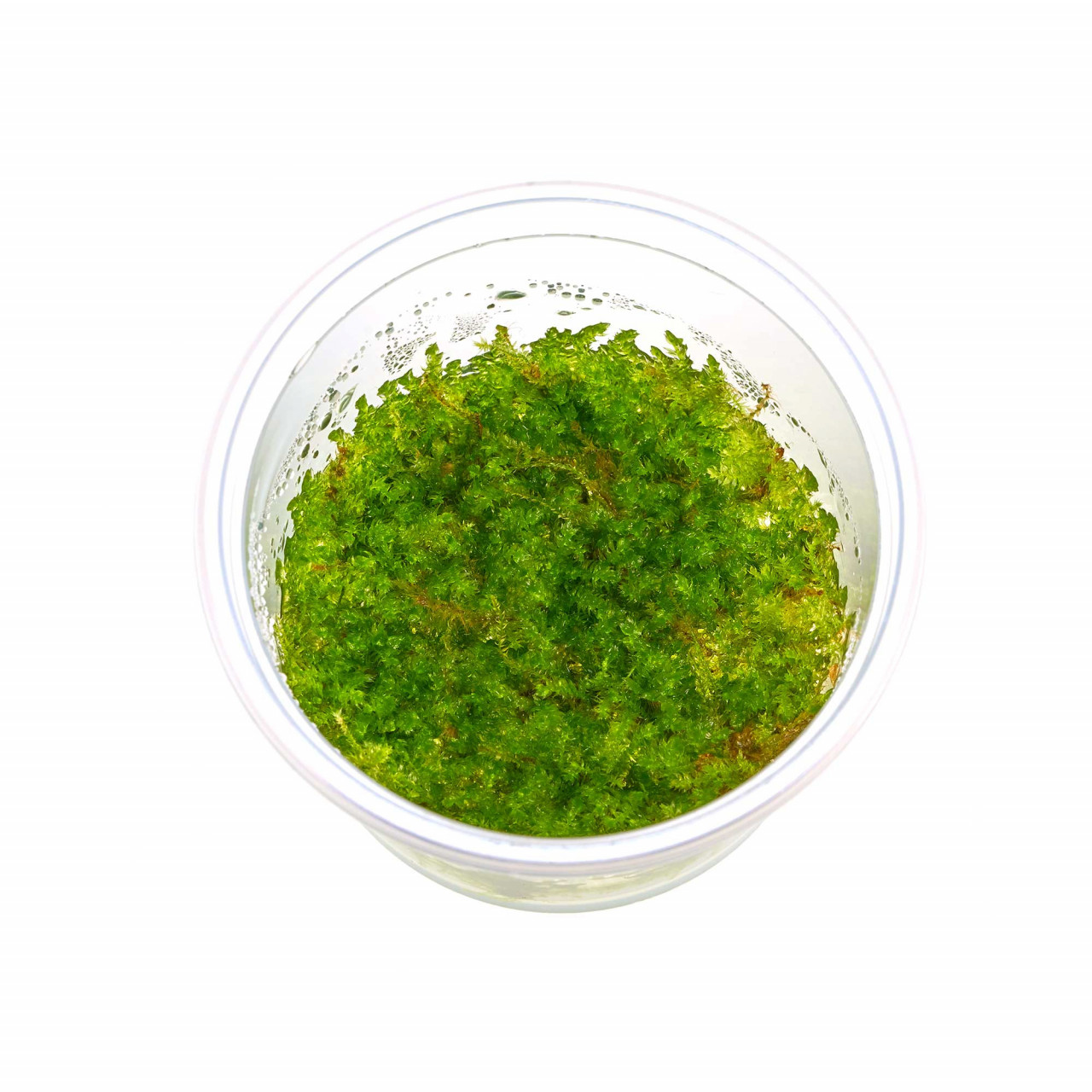 Christmasmoos im 5,5-cm-In-vitro-Becher