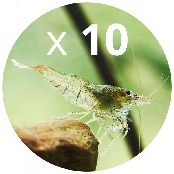 algenfressende zwerggarnelen im set