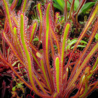 Spiralförmiger Sonnentau Drosera Spiralis Spiralförmiger Sonnentau Drosera Spiralis
