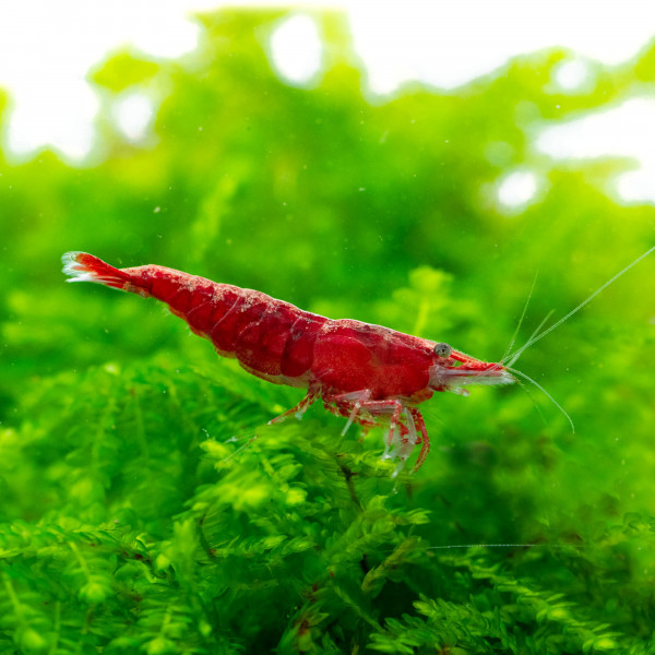 Anfänger Garnelen Set | Neocaridina Mix für Einsteiger