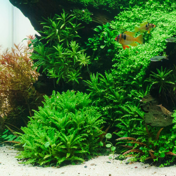 pogostemon-helferi-aquarienpflanze-ausgewachsen-im-aquarium-jochenkretzix4rg86kmAt83