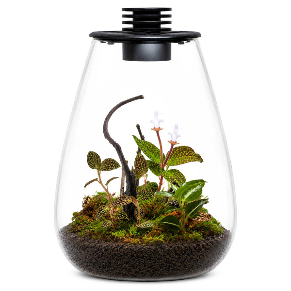 Bioloark Juwelorchideen Flaschengarten Terrarium Set