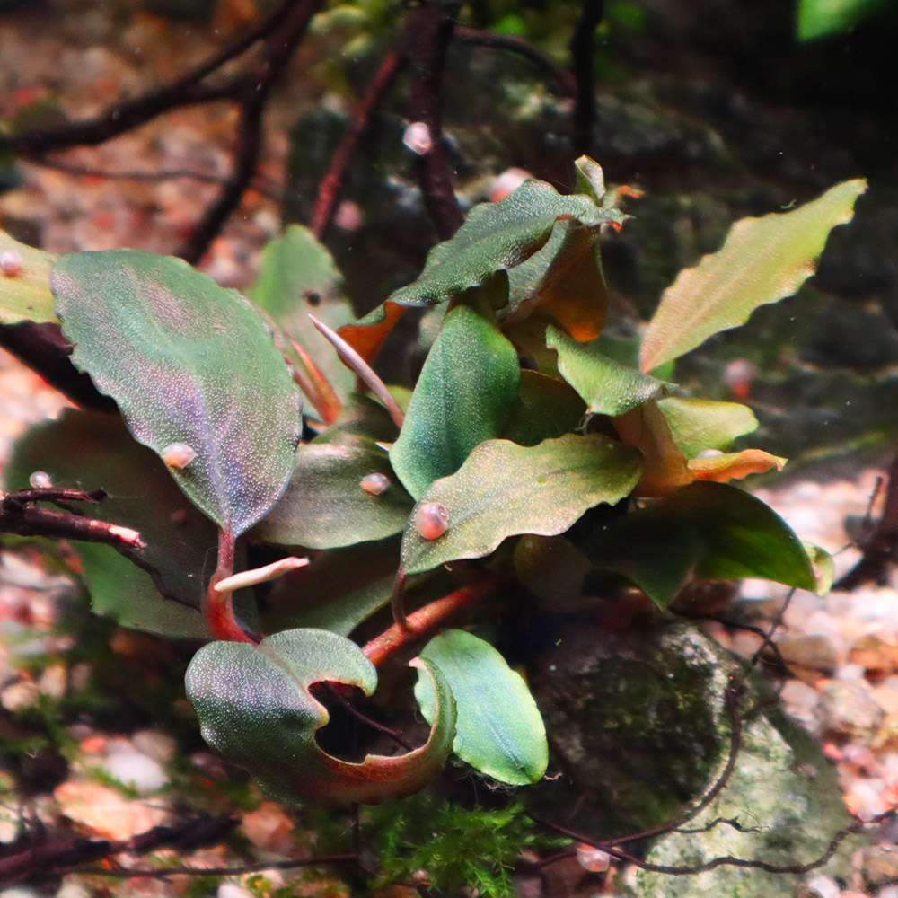 Bucephalandra sp. 