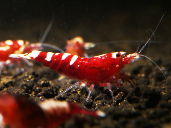 Galaxy Fishbone Backline Hybriden rot Klasse 1