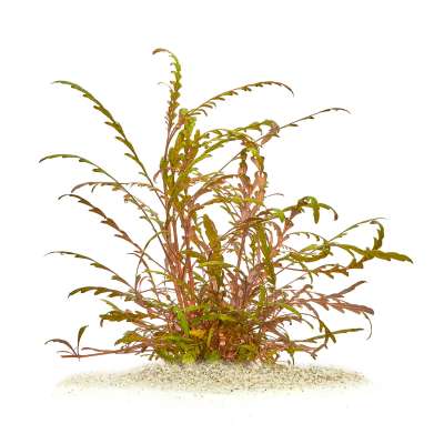 Aquarienpflanzen online kaufen riesen Auswahl und Top Qualität