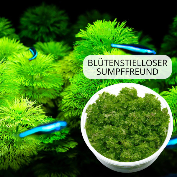 "Feenwald" - Feinfiedrige Aquarium Pflanzen im Set | In-Vitro Set