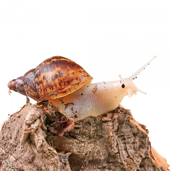Lissachatina Reticulata Körperalbino Schnecke (Jungtiere ca. 3-6cm) | 1 Stk. - DNZ