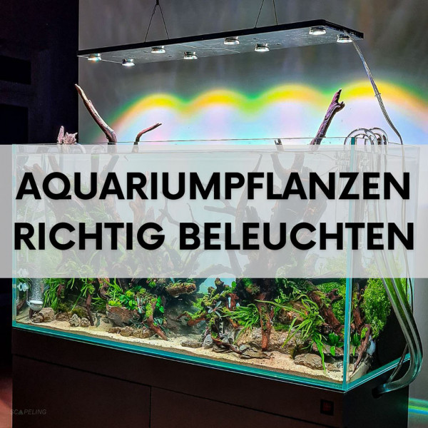 aquariumpflanzen-richtig-beleuchten-blogartikel