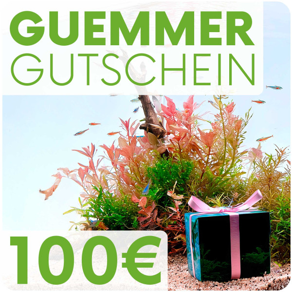Garnelen-Guemmer Gutschein 100 Euro