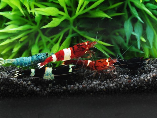 Garnele Hinomaru rot - Taiwan Bee