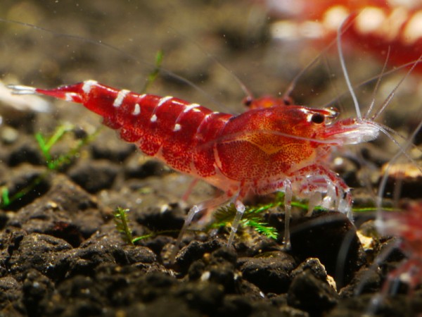 Galaxy Fishbone Backline Hybriden rot Klasse 2