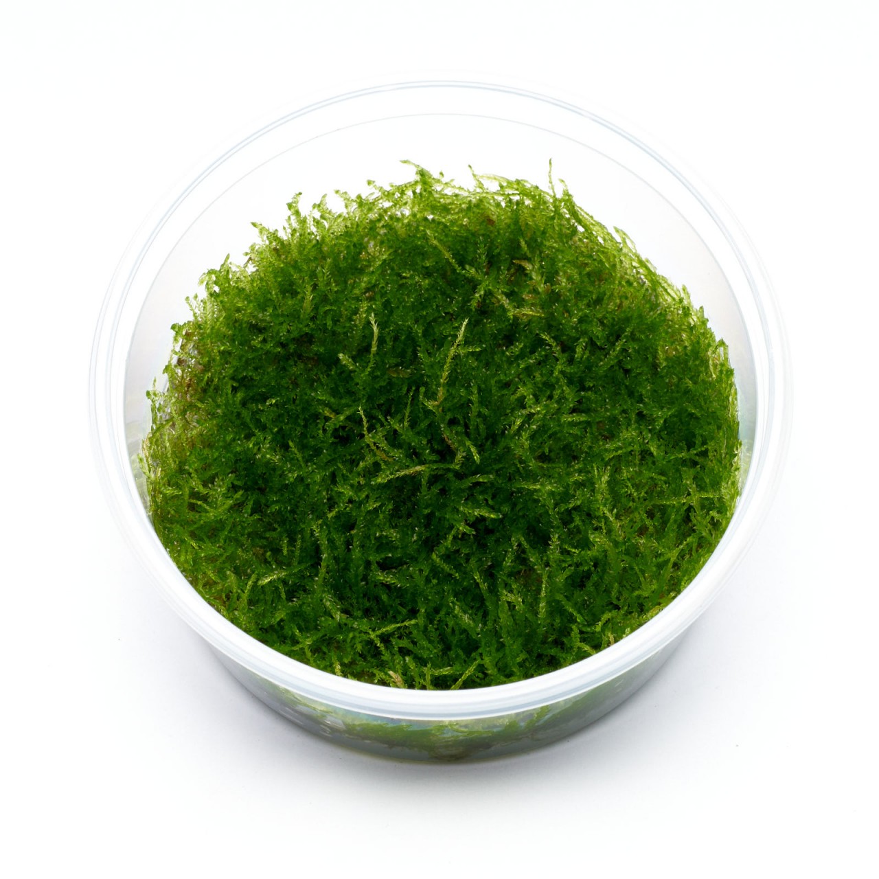 Javamoos im 8,5-cm-XL-In-vitro-Becher