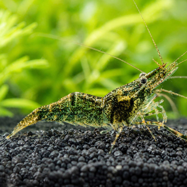 Ringelhandgarnele Macrobrachium assamense DNZ