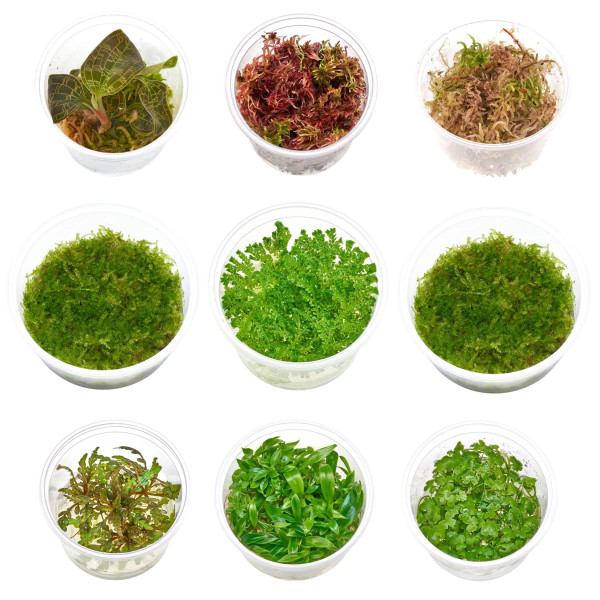 Terrarium Pflanzen Set | Pflegleichtes Set für Paludarien und Terrarien