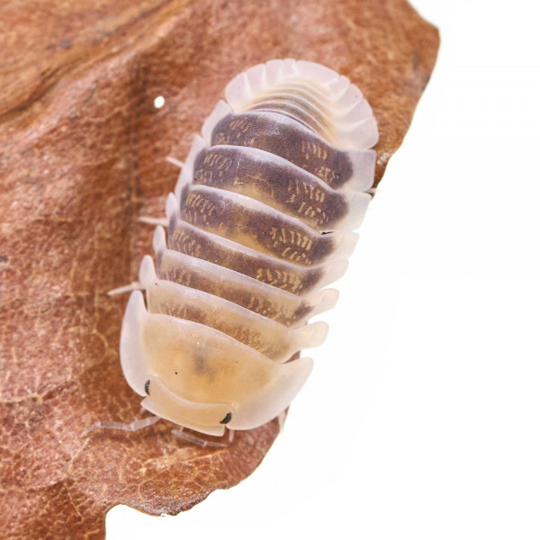 Cubaris sp. "Jupiter" Assel - DNZ